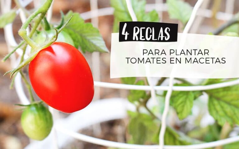 Cómo cultivar tomates en macetas