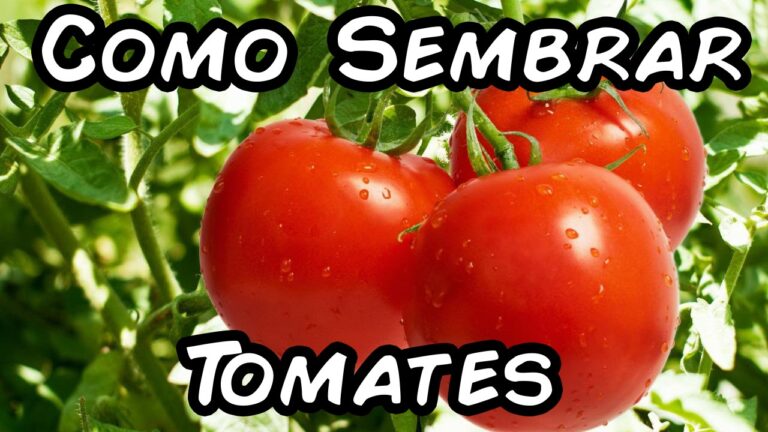 Cómo y cuándo sembrar el tomate