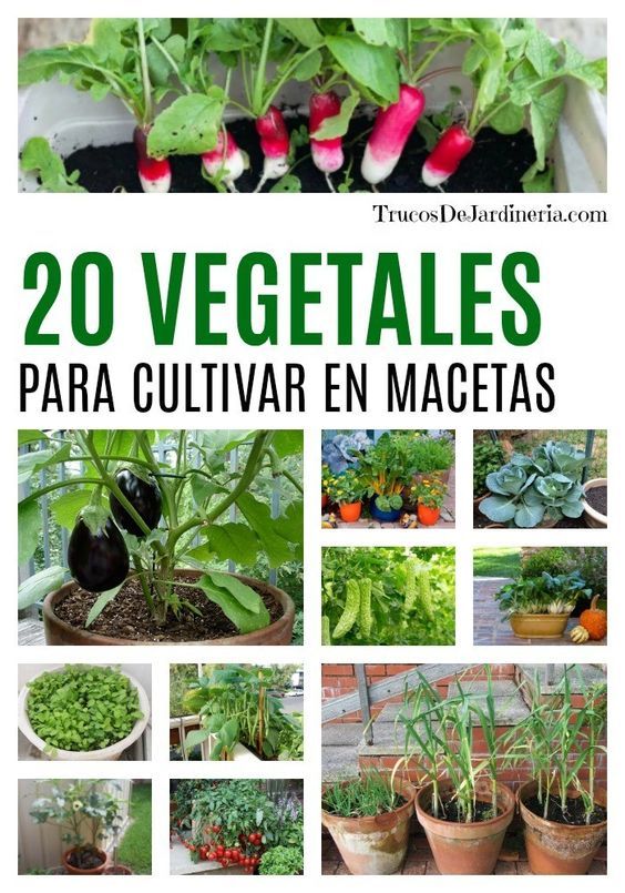 Consejos para cultivar verduras en macetas