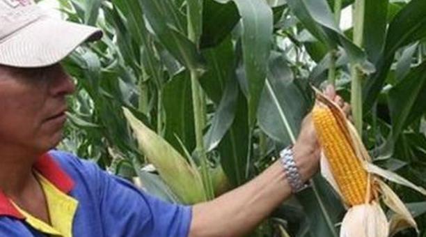 Cuándo cosechar el maíz: Averigua si el maíz está listo para cosechar