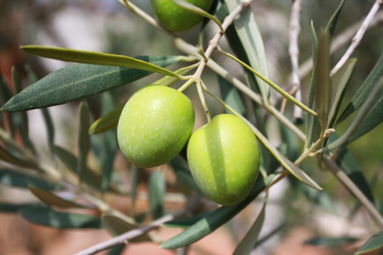 Cuidado y poda respetuosa del olivo