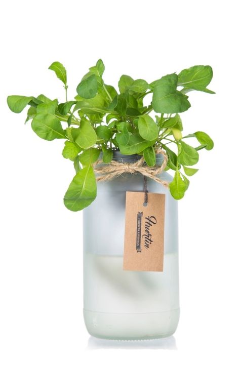 Cultivar rúcula en el huerto o en un jarrón