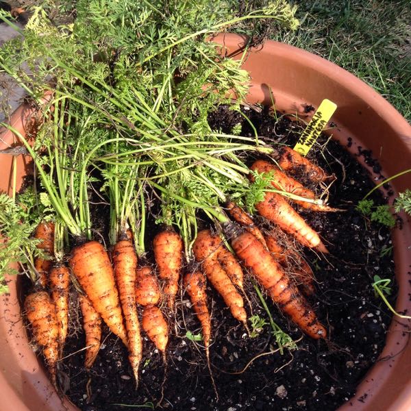 Cultivar zanahorias en macetas