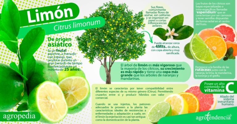 El limón: la planta y su cultivo