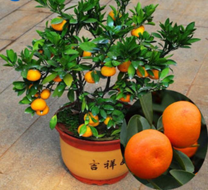 Kumquat: cultivo de mandarina china