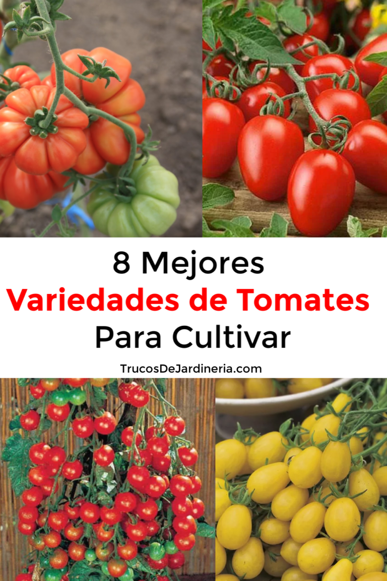 Las mejores variedades de tomate para cultivar
