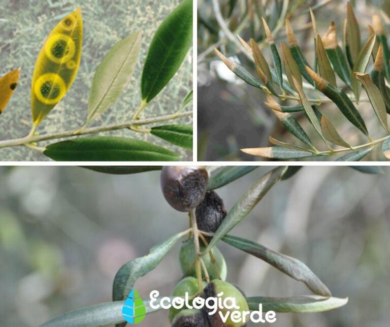 Las principales enfermedades del olivo
