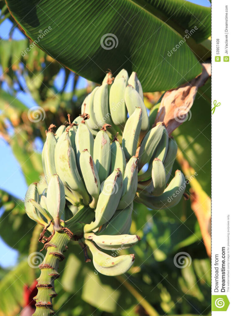 Plátano: hierba salvaje para comer