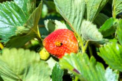 Proteger las fresas de los insectos