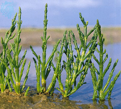 Salicornia: descubramos el espárrago marino