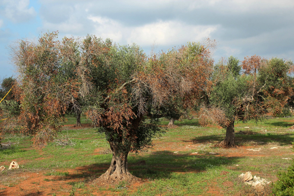 Xylella y el complejo de secado rápido del olivo