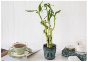plantas de oficina