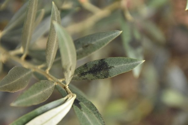 enfermedad del olivo depósito negro fumagina