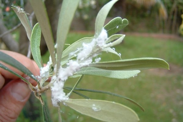 enfermedad del olivo musgo blanco