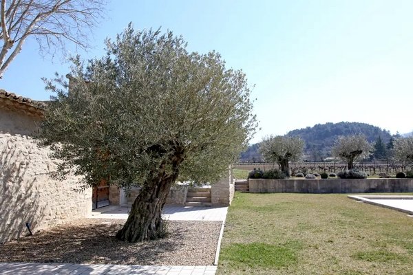 plantar olivo