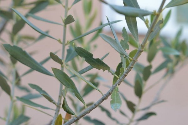 enfermedad del olivo comido hojas
