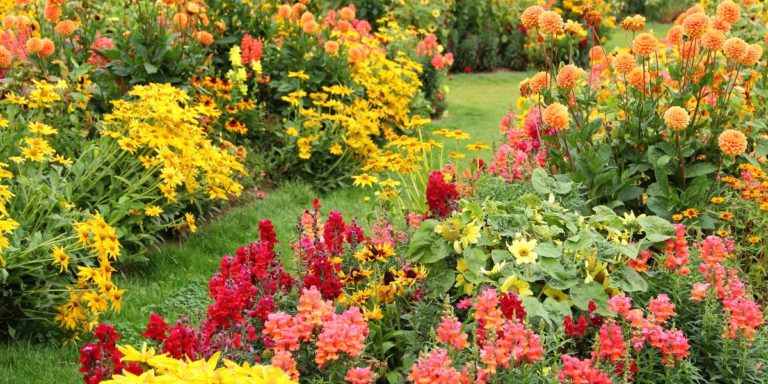 Haz que tu jardín sea más colorido con plantas de jardín