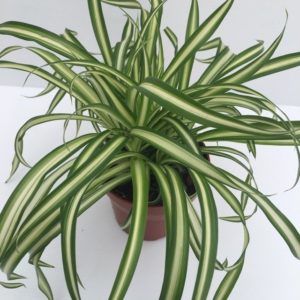pianta chlorophytum comosum natrino