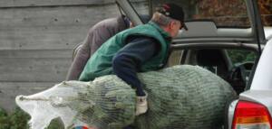 transportar plantas en un coche