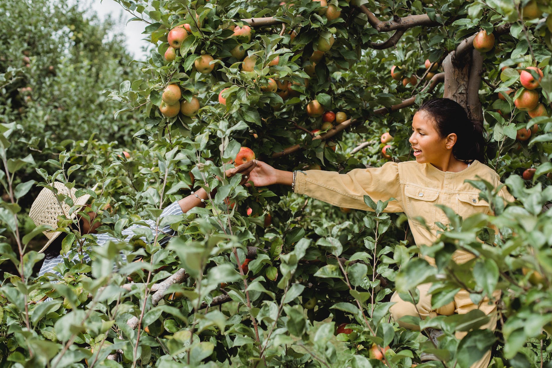people harvesting apples