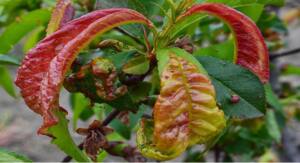 enfermedad melocotonero