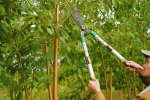 gardener cutting branches of tree in garden