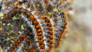 procesionaria